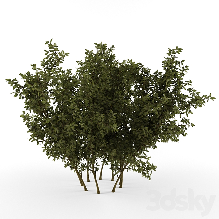 Bush 3DS Max - thumbnail 1