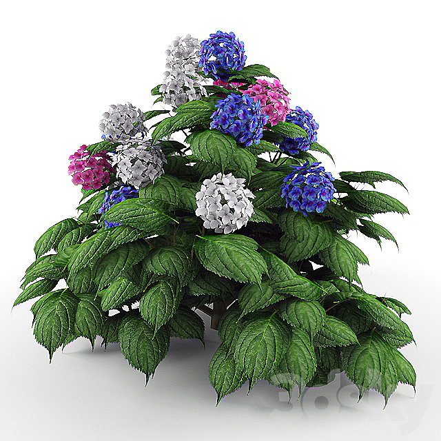 Bush Hydrangea 3ds Max - thumbnail 1