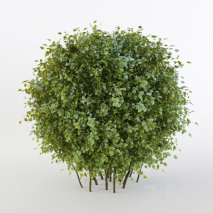 Bush short-haired in the form of a sphere (Pere fill) 3DS Max - thumbnail 1