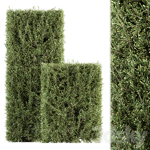 Bush wall Needle – Bush Set 19 3ds Max - thumbnail 2