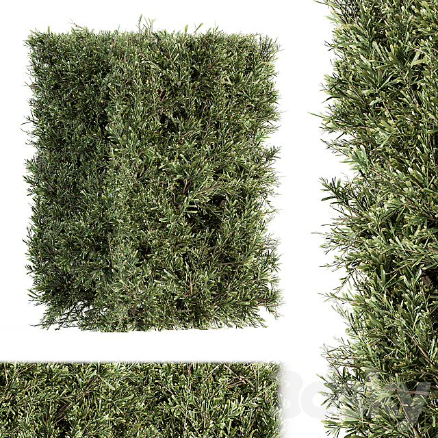 Bush wall Needle – Bush Set 19 3ds Max - thumbnail 3