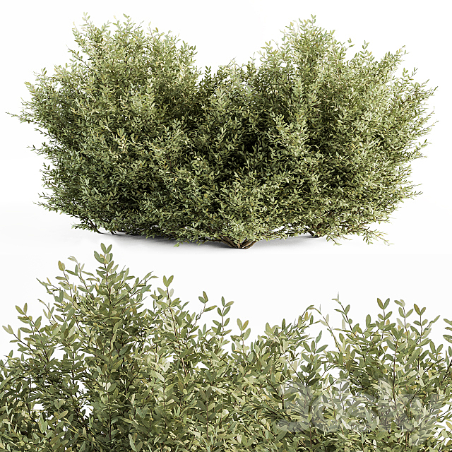 Buxsus Leaf Bush – Bush Set 27 3DSMax File - thumbnail 1