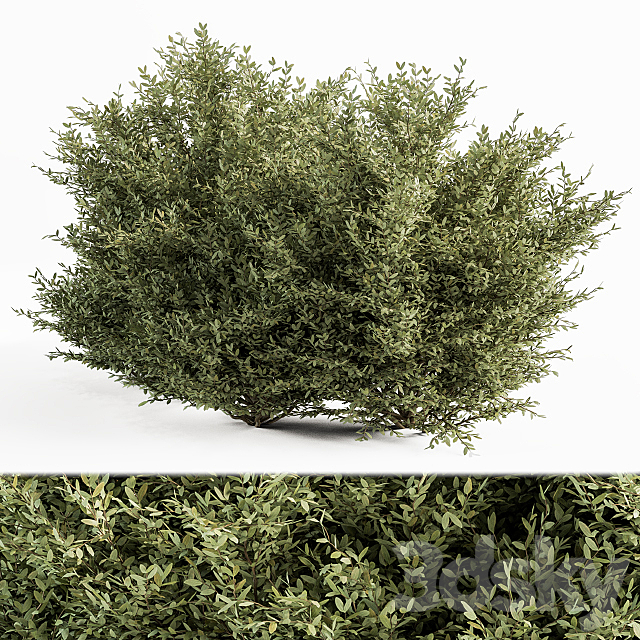 Buxsus Leaf Bush – Bush Set 27 3DSMax File - thumbnail 2