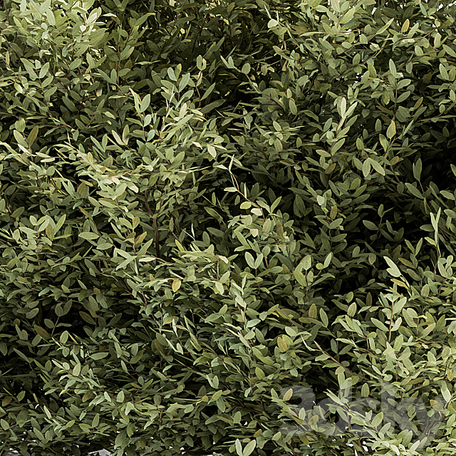 Buxsus Leaf Bush – Bush Set 27 3DSMax File - thumbnail 3