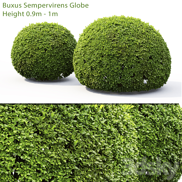 Buxus 3DS Max - thumbnail 1