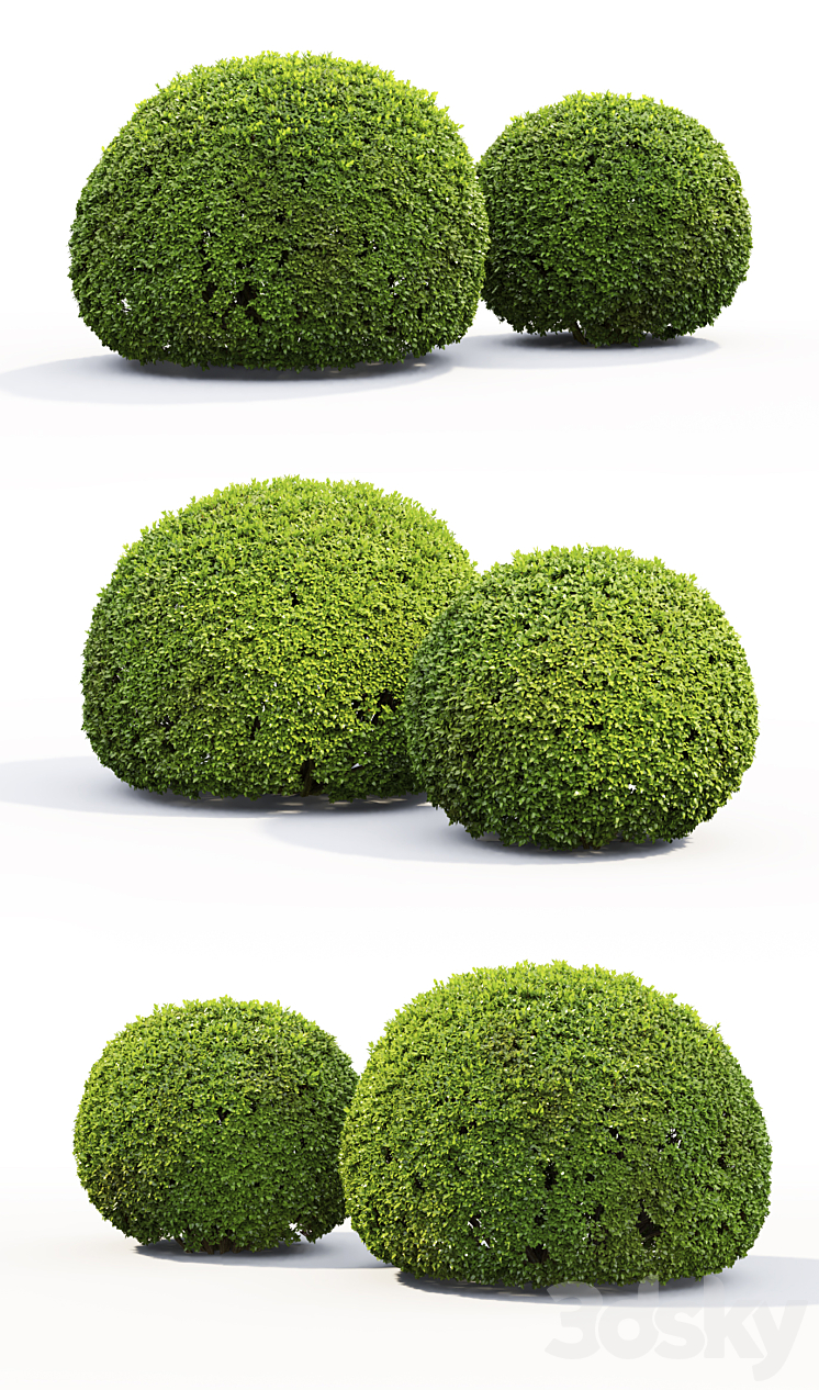 Buxus 3DS Max - thumbnail 2