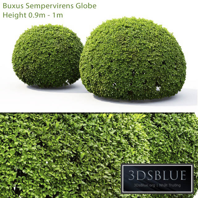 Buxus 3DS Max - thumbnail 3