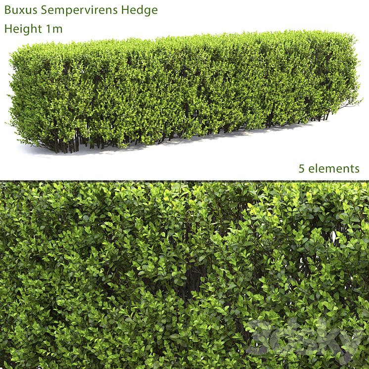 Buxus 3DS Max - thumbnail 1