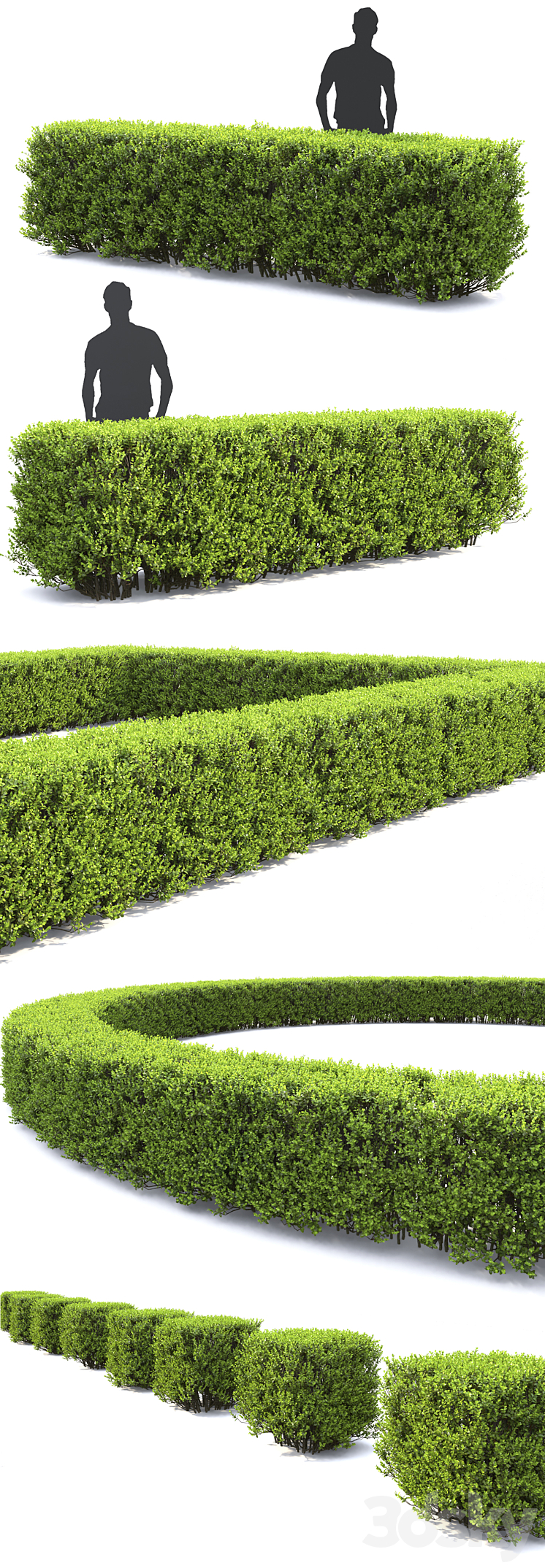 Buxus 3DS Max - thumbnail 2