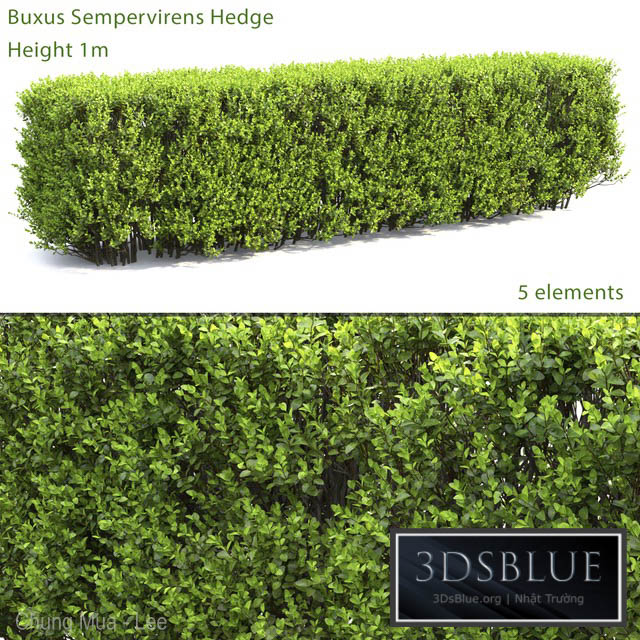 Buxus 3DS Max - thumbnail 3