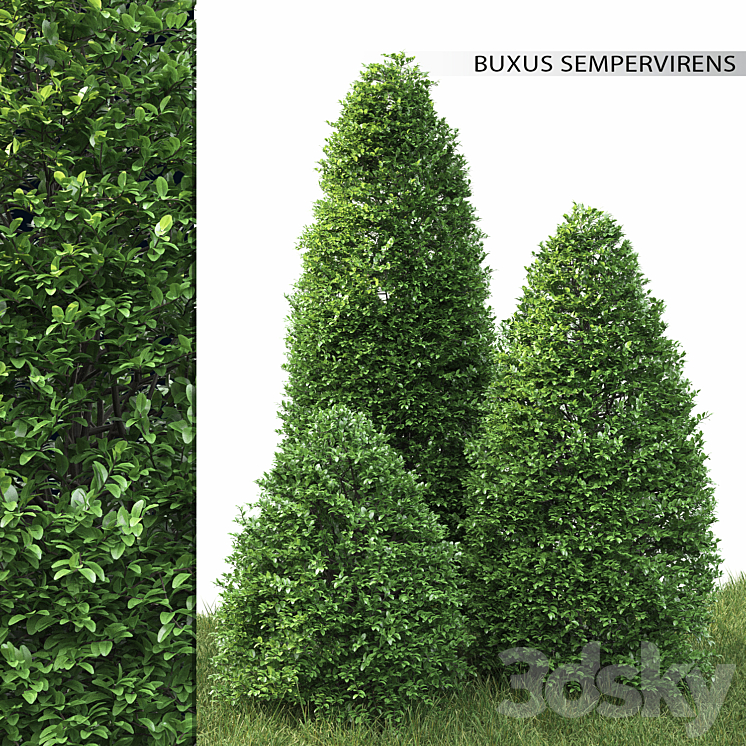 Buxus 3DS Max - thumbnail 1