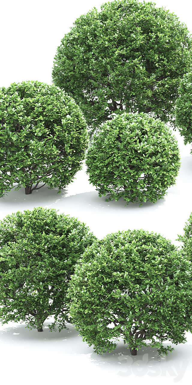 Buxus 3DS Max Model - thumbnail 2