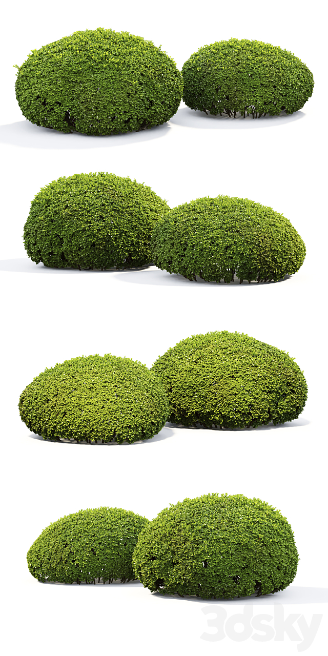 Buxus 3DS Max Model - thumbnail 2