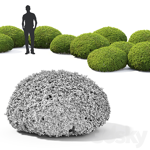 Buxus 3DS Max Model - thumbnail 3