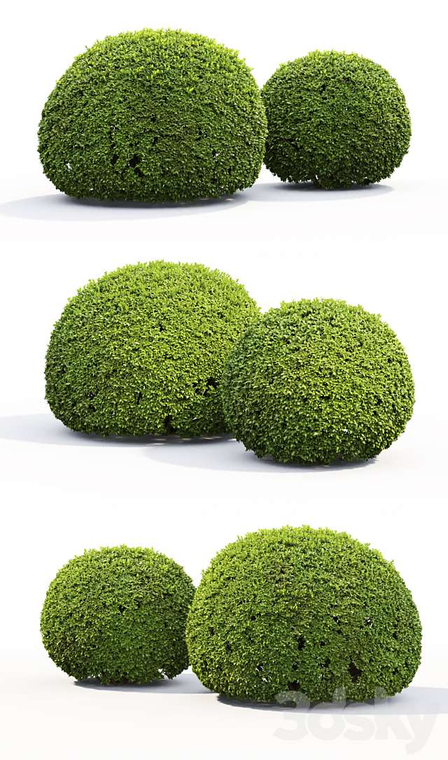 Buxus 3DSMax File - thumbnail 2