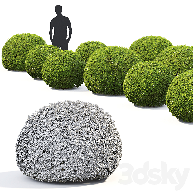 Buxus 3DSMax File - thumbnail 3