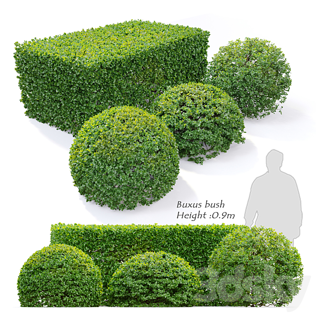 Buxus 3DSMax File - thumbnail 1