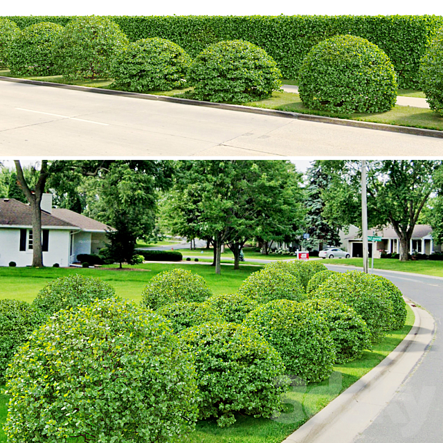 Buxus 3DSMax File - thumbnail 2