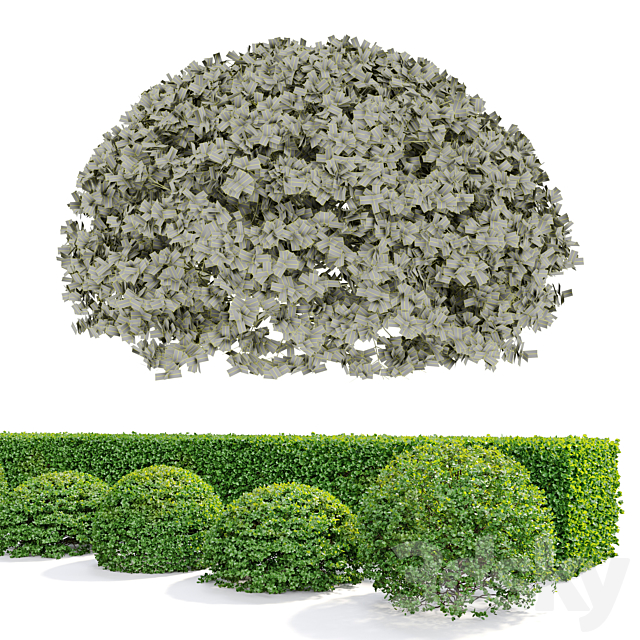 Buxus 3DSMax File - thumbnail 3