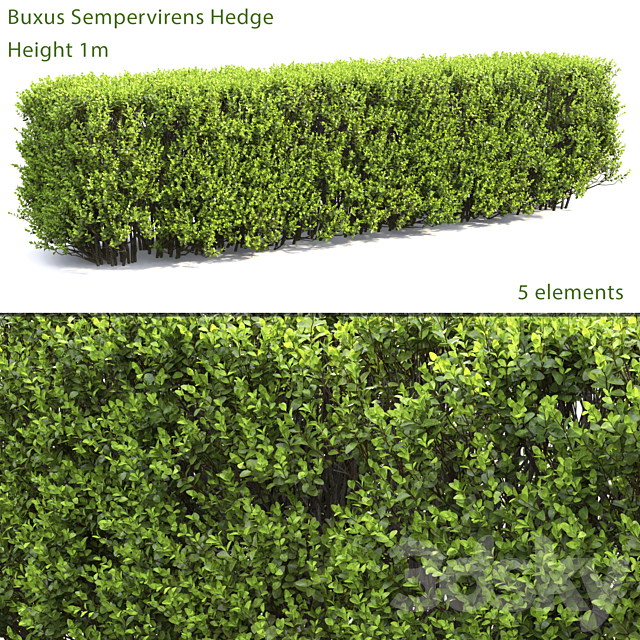 Buxus 3DSMax File - thumbnail 1