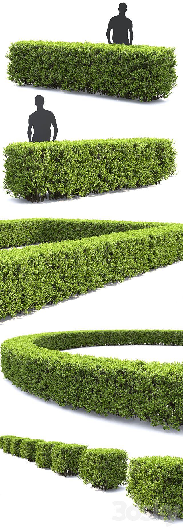 Buxus 3DSMax File - thumbnail 2