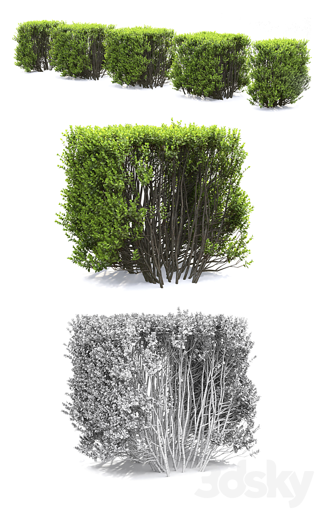 Buxus 3DSMax File - thumbnail 3