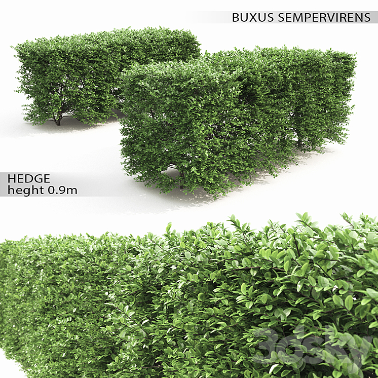 Buxus hedge 3DS Max - thumbnail 1