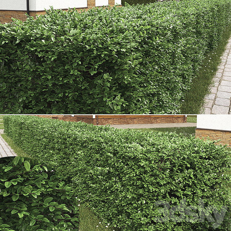 Buxus hedge 3DS Max - thumbnail 2