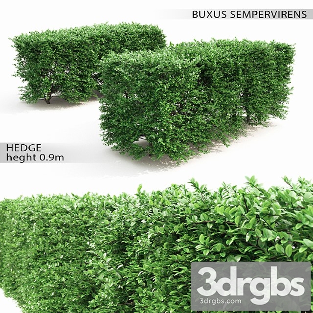 Buxus hedge - thumbnail 1