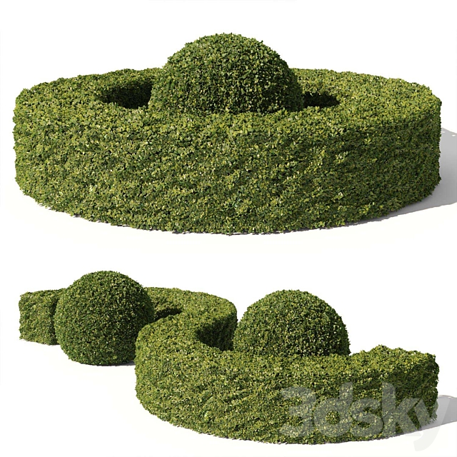 Buxus Sempervirens 01 3DS Max Model - thumbnail 2