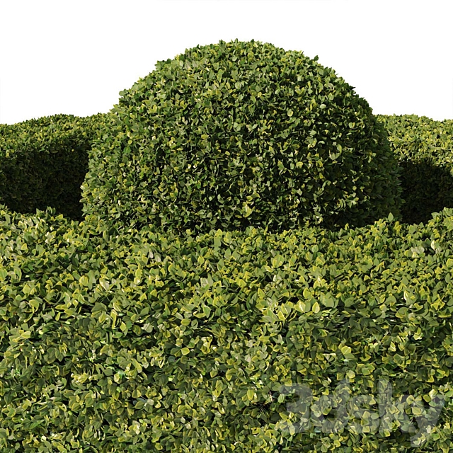 Buxus Sempervirens 01 3DS Max Model - thumbnail 3