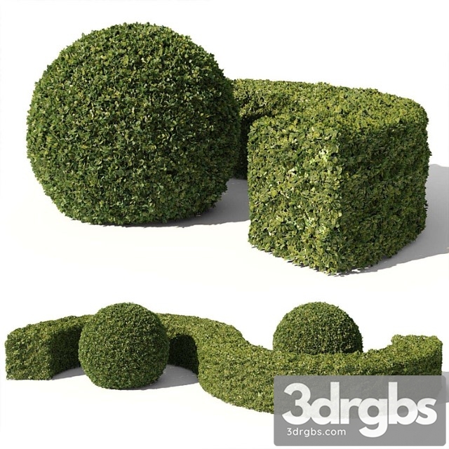 Buxus sempervirens 01 - thumbnail 1