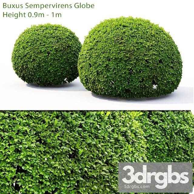 Buxus2 - thumbnail 1