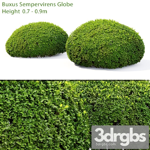 Buxus_1 - thumbnail 1