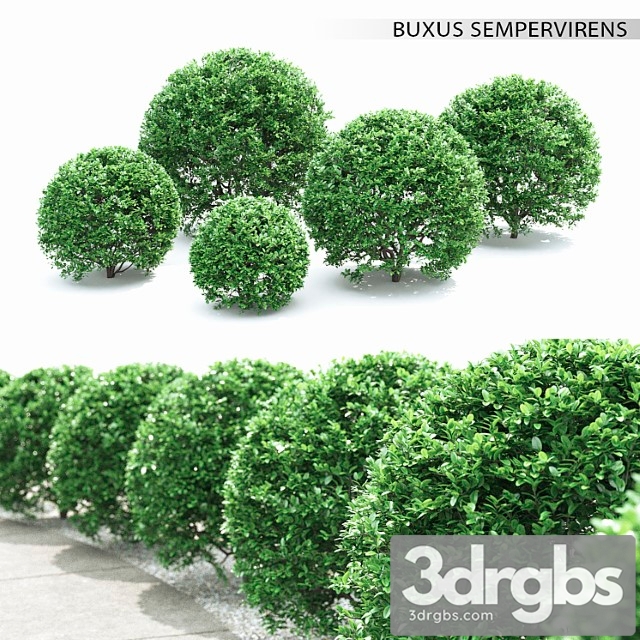 Buxus_2 - thumbnail 1