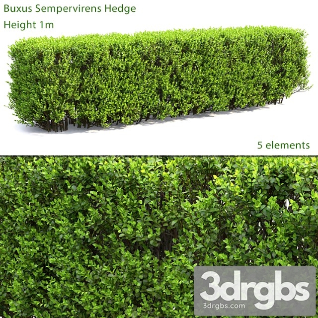 Buxus_2_2 - thumbnail 1