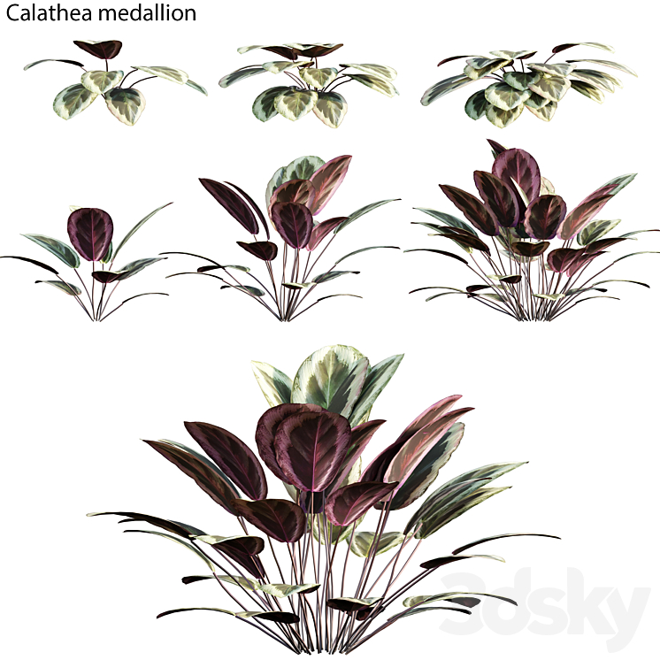 Calathea medallion 01 3DS Max - thumbnail 1