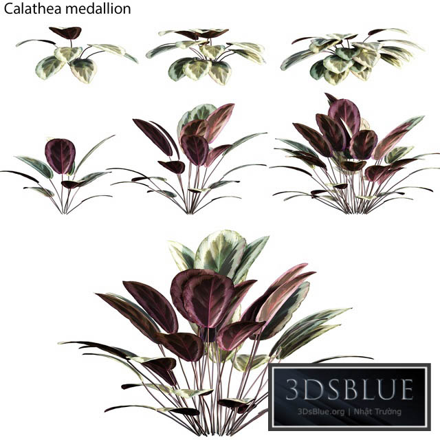 Calathea medallion 01 3DS Max - thumbnail 3