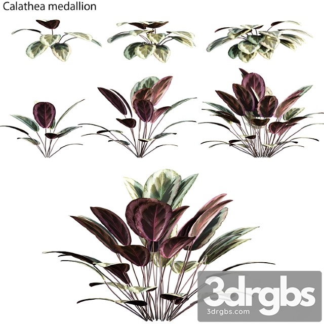 Calathea medallion 01 - thumbnail 1