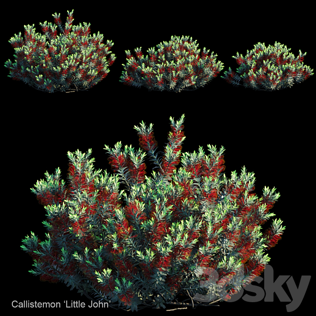 Callistemon | Little john 3ds Max - thumbnail 1