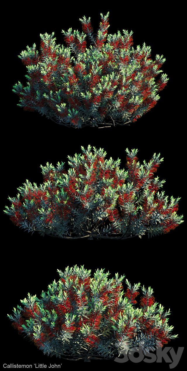 Callistemon | Little john 3ds Max - thumbnail 2