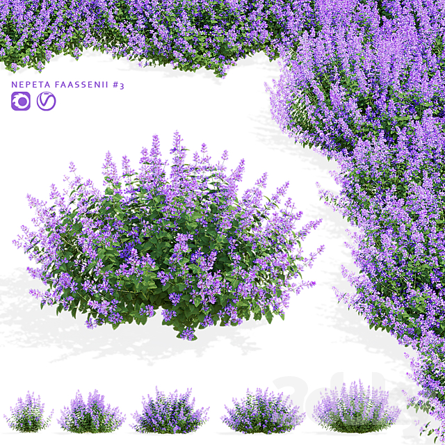 Catnip Fassen flowers | Nepeta fassenii #3 3ds Max - thumbnail 1