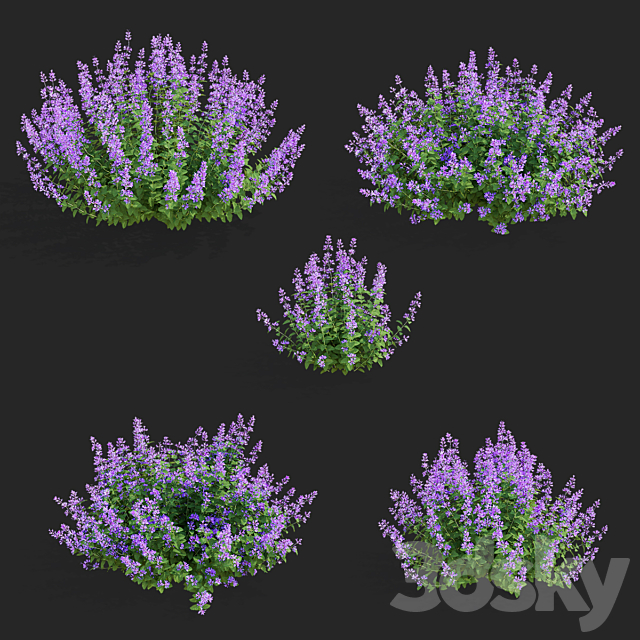 Catnip Fassen flowers | Nepeta fassenii #3 3ds Max - thumbnail 2