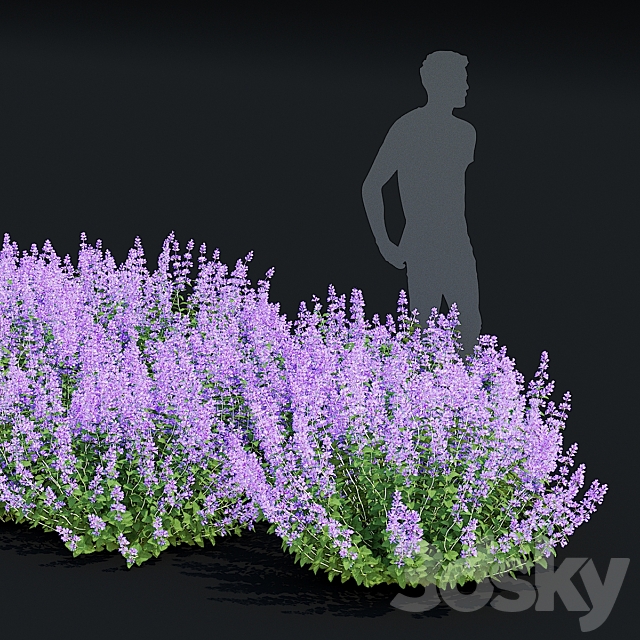 Catnip Fassen flowers | Nepeta fassenii #3 3ds Max - thumbnail 3