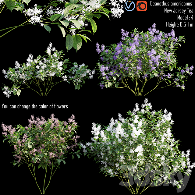 Ceanothus americanus | New Jersey Tea # 1 3ds Max - thumbnail 1