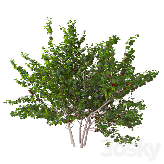 cherry bush 3DSMax File - thumbnail 1