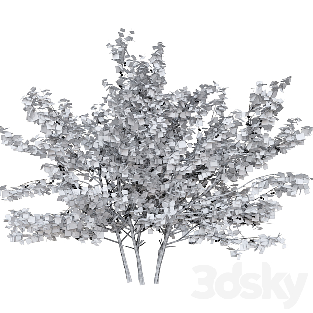 cherry bush 3DSMax File - thumbnail 3