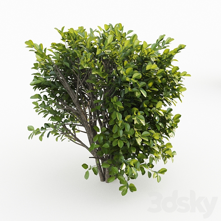 Cherry laurel 3DS Max - thumbnail 2