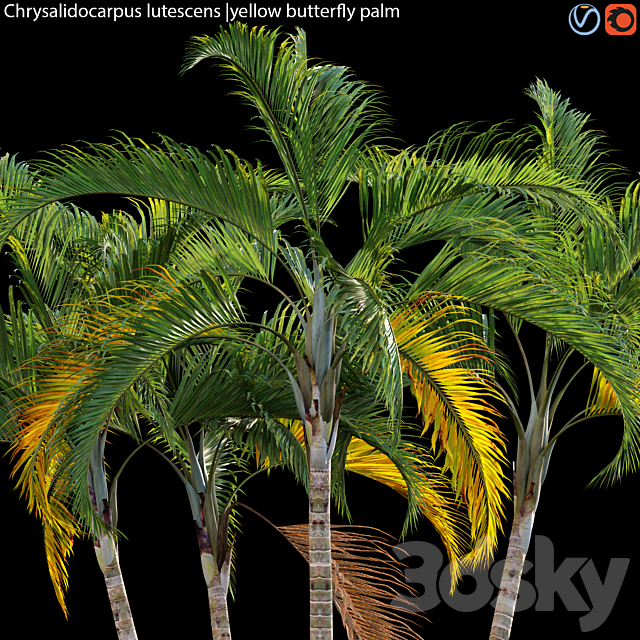 Chrysalidocarpus lutescens – yellow butterfly palm – 01 3ds Max - thumbnail 2