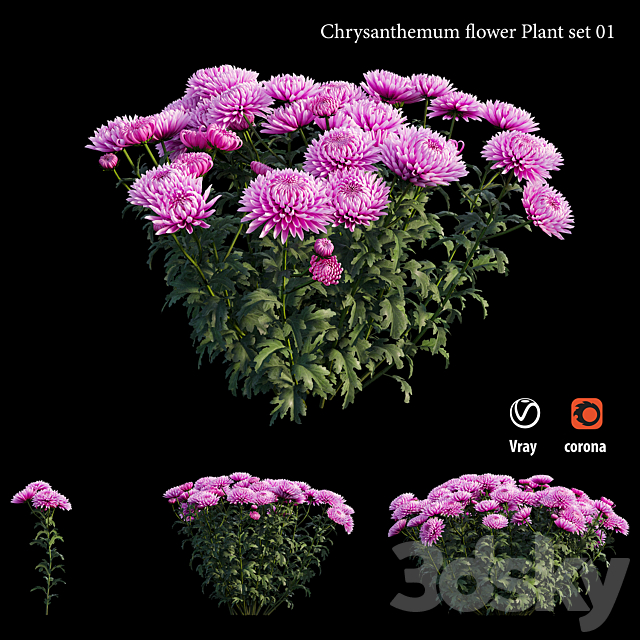 Chrysanthemum flower plant set 01 3DS Max Model - thumbnail 2